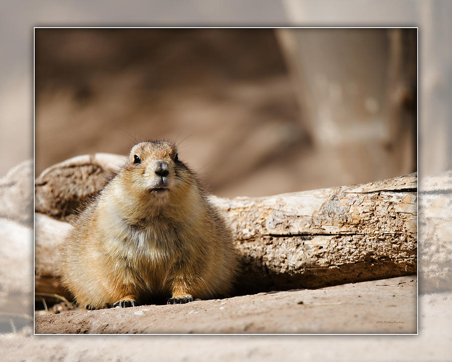 El Paso Photograph - Black-tailed prairie dog_A2 by Walter Herrit