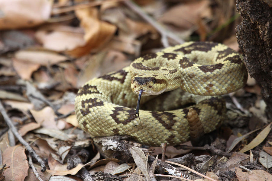Black Photograph - Black-tailed Rattlesnake by Brian Magnier Black Photograph - Black-tailed Rattlesnake by Brian Magnier