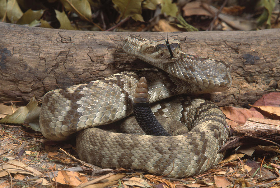 Black-tailed Rattlesnake Photograph by John Mitchell