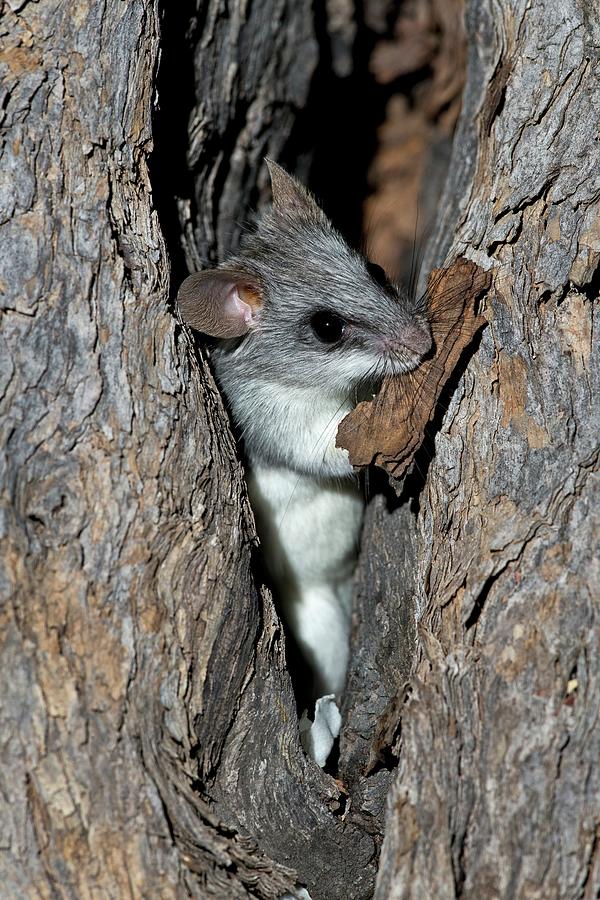 Wildlife Photograph - Black-tailed Tree Rat by Tony Camacho