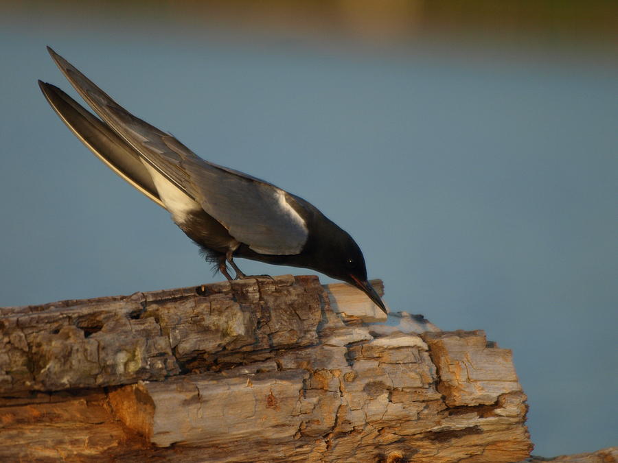 Black Tern Fishing Photograph