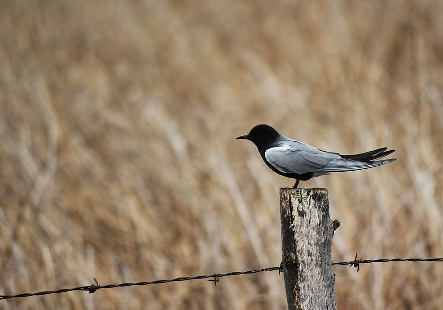 Black Tern Photograph by Ryan Crouse