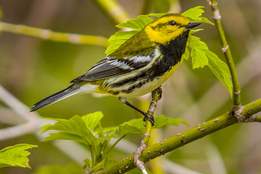 Black-thorated Green Warbler Photograph by Jack R Perry