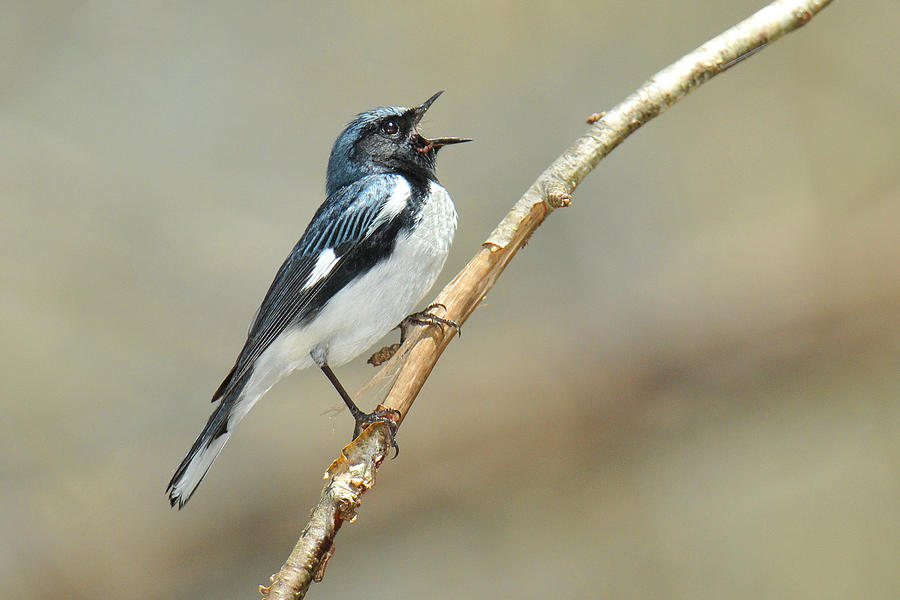 Black-throated Blue Sings Photograph by Alan Lenk