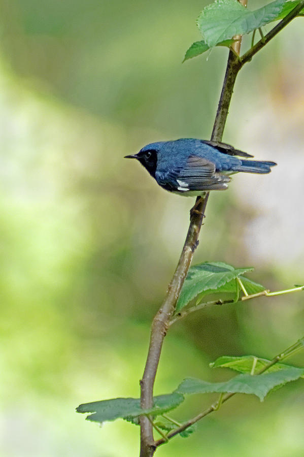 Black-throated Blue Warbler Photograph by Dawn Currie