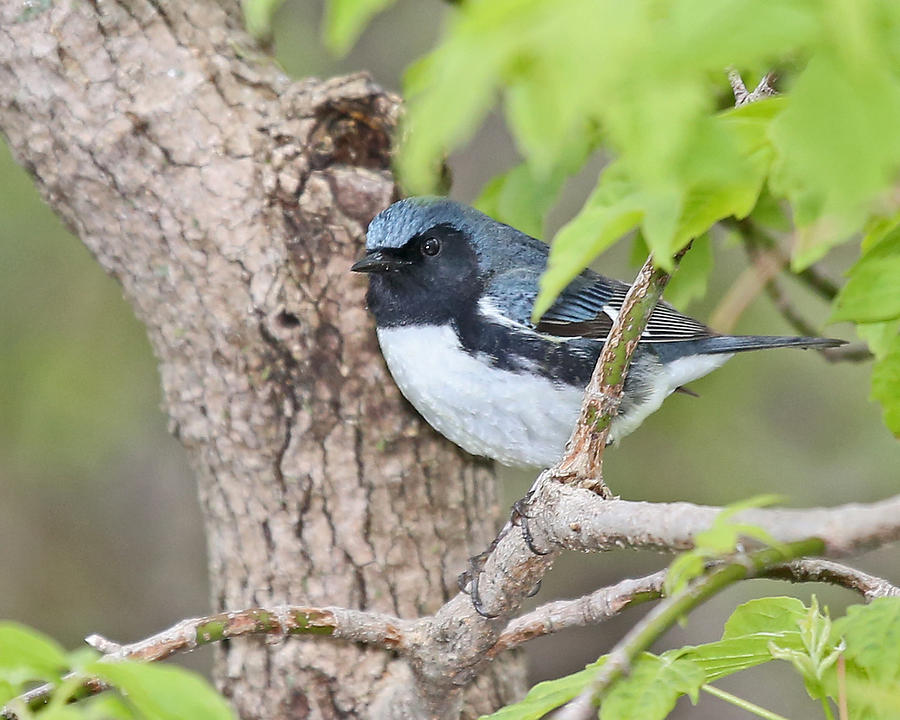 Black-throated Blue Warbler Photograph by Mike Dickie - Fine Art America