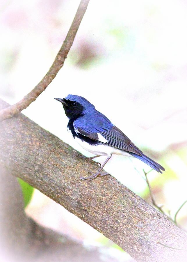 Black-throated Blue Warbler Photograph