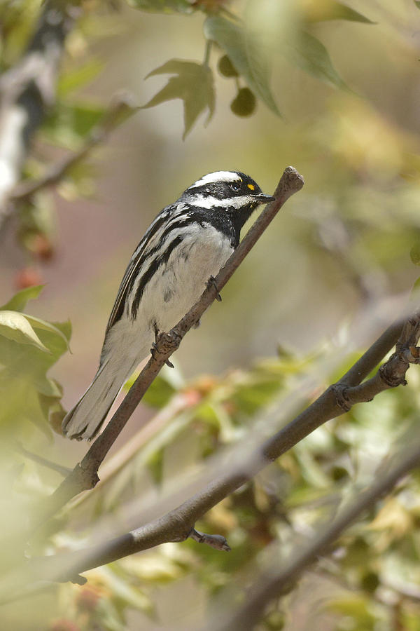 Black-throated Gray Warbler Photograph by Alan Lenk