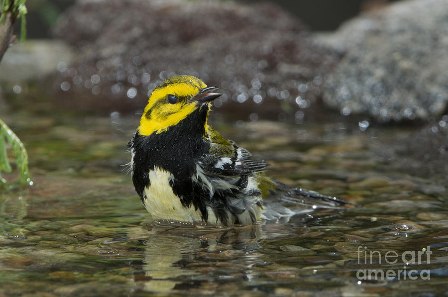 Warbler Photograph - Black-throated Green Warbler by Anthony Mercieca