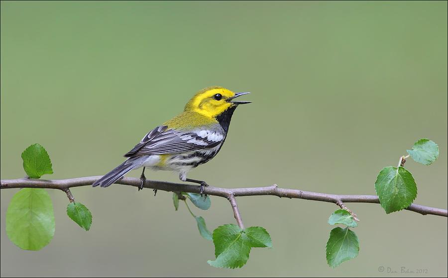 Black Throated Green Warbler Calling Photograph by Daniel Behm