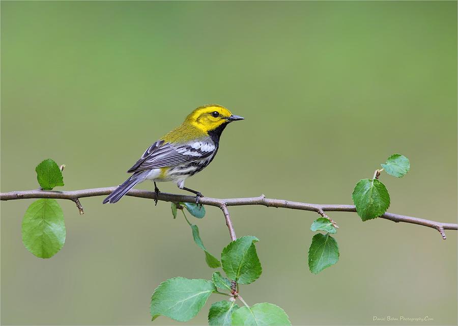 Black Throated Green Warbler Photograph by Daniel Behm