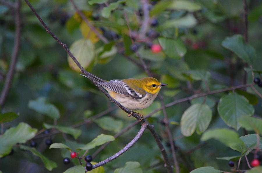Black-throated Green Warbler Photograph
