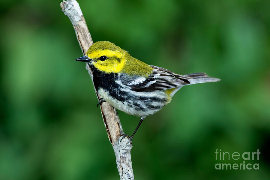 Warbler Photograph - Black-throated Green Warbler, Male by Anthony Mercieca