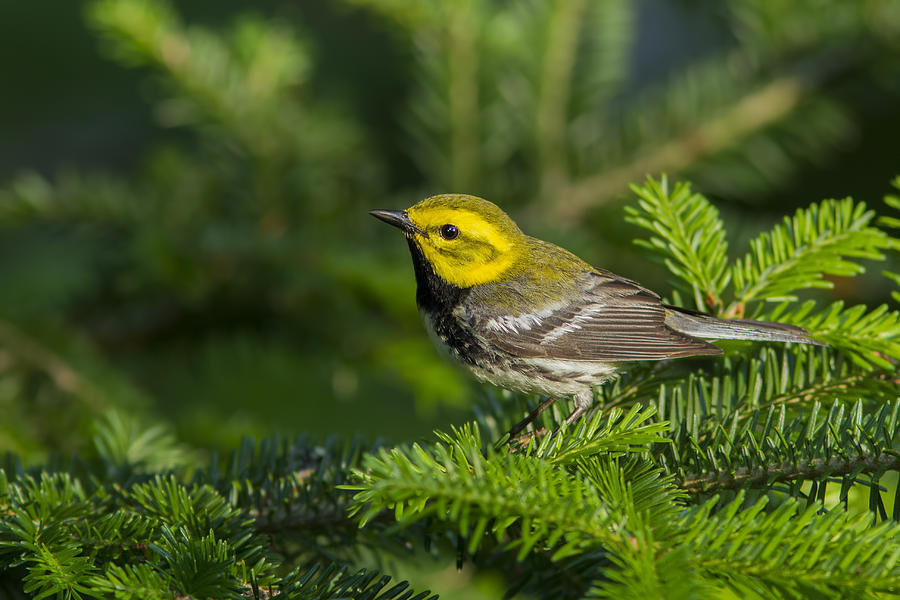 Spring Photograph - Black-throated Green Warbler by Mircea Costina Photography