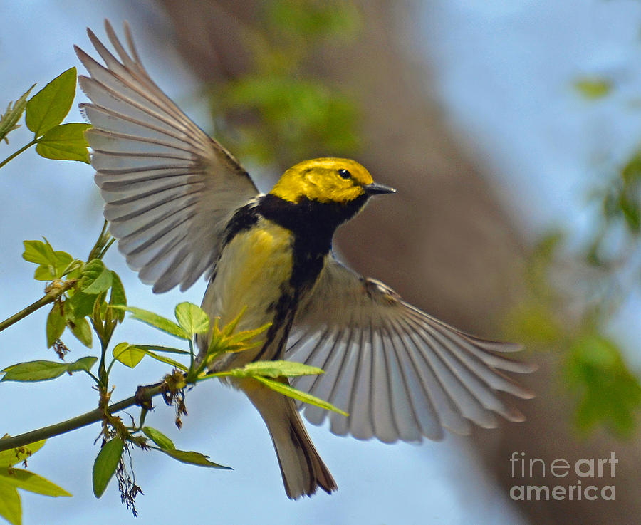 Black Throated Green Warbler Photograph by Rodney Campbell