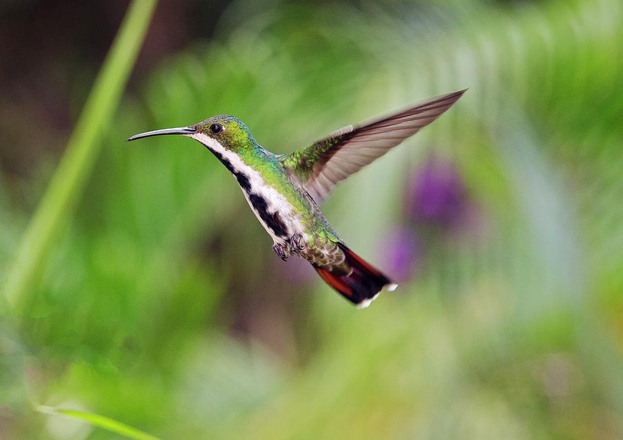 Nature Photograph - Black-throated Mango Hummingbird by Bob Gibbons