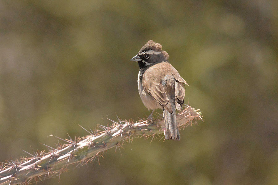 Black-throated Sparrow Photograph by Alan Lenk