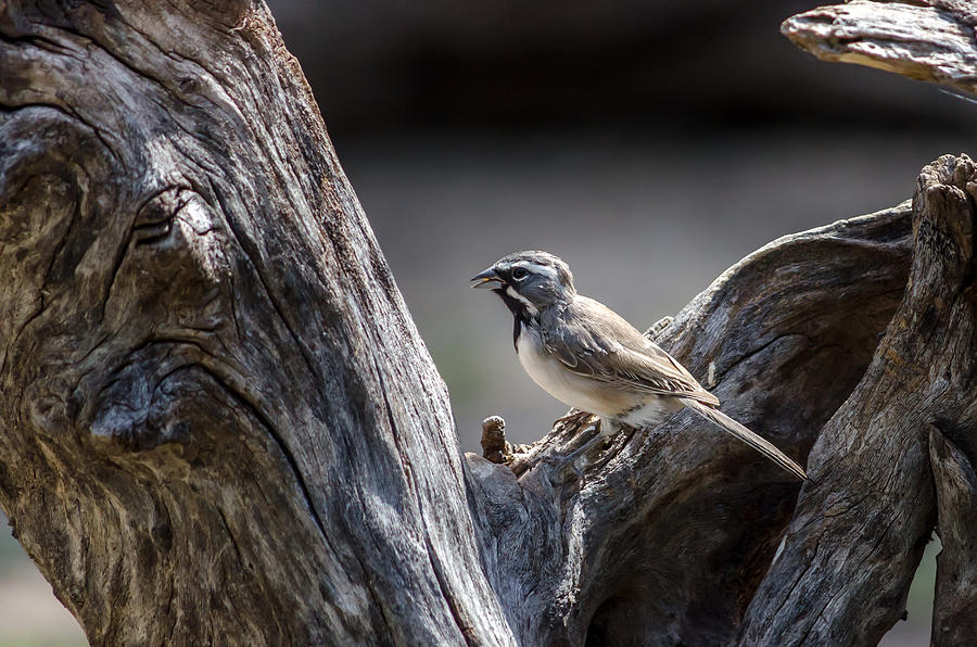 Black Throated Sparrow Photograph by Debra Martz