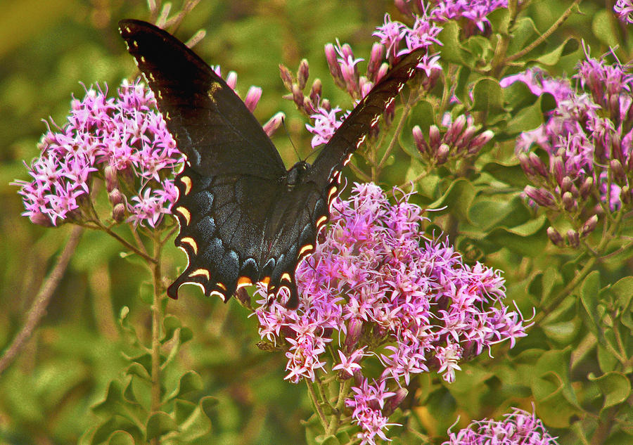 Black Tiger Swallowtail Butterfly. Photograph by Chris  Kusik