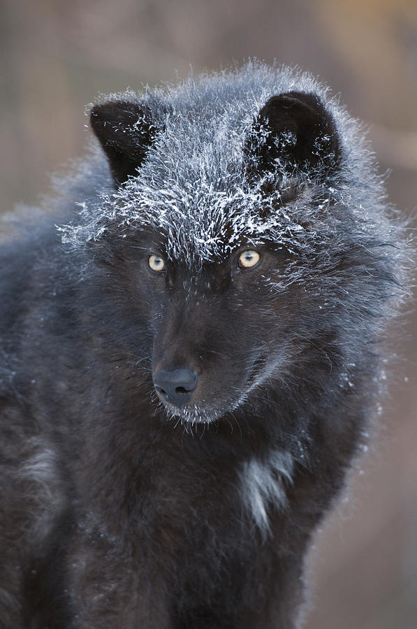 Black Timber Wolf Dusted With Snow Photograph by Steve Gettle