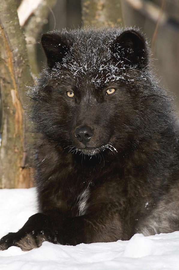 Black Timber Wolf In Snow Photograph by Steve Gettle