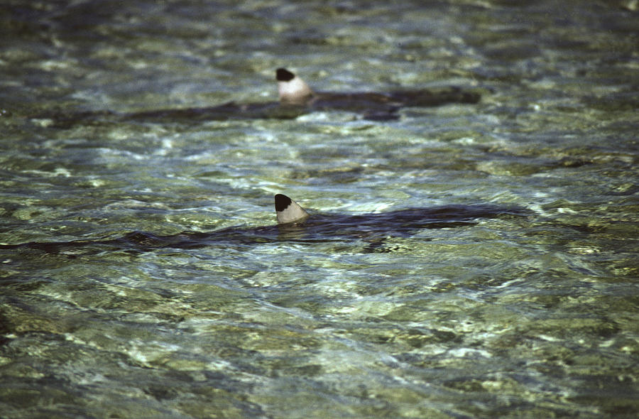 Black Tipped Reef Sharks Photograph by Newman & Flowers
