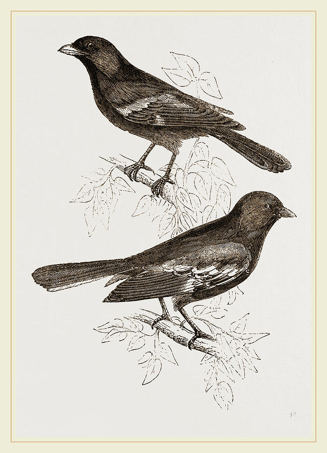 Nature Drawing - Black Titmice by Litz Collection