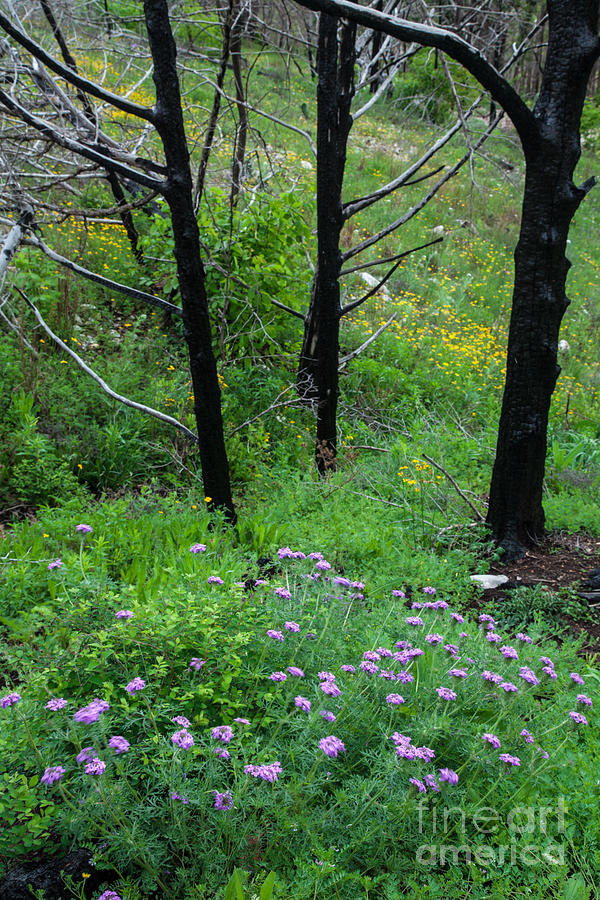 black-trees-photograph-by-iris-greenwell-pixels