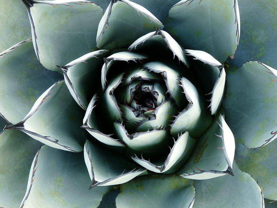 Black Trimmed Agave Succulent Photograph by Jeff Lowe