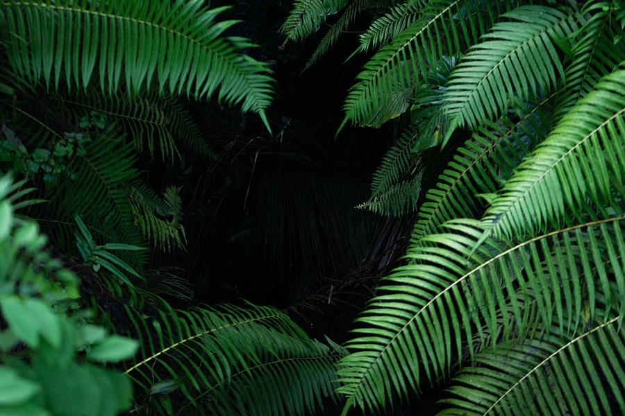 Black tropical background with green plants close-up view after rain. Photograph by by Tatsiana Volskaya