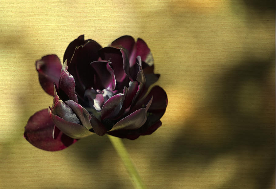 Black Tulip Photograph by Belinda Greb