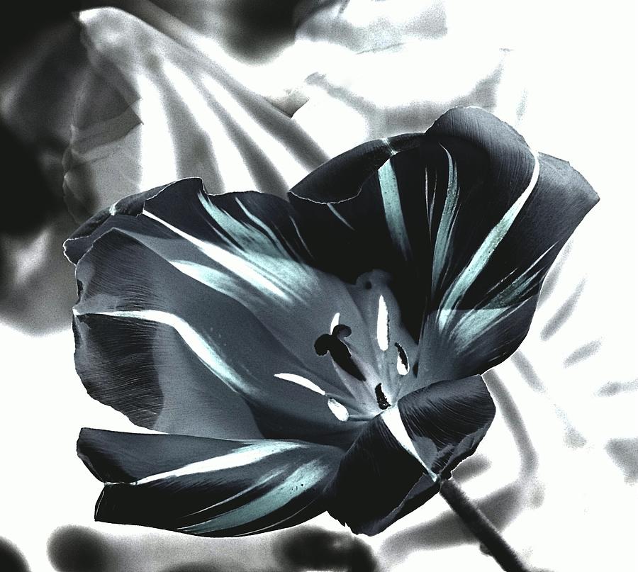 Black Tulip II Photograph by Andrea Lazar