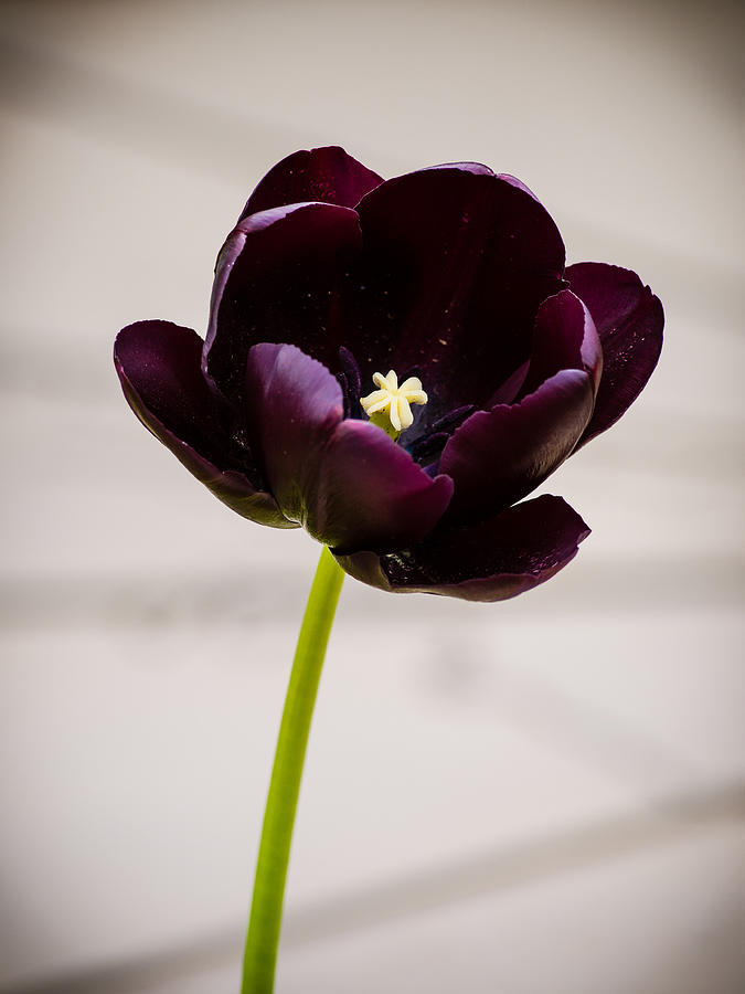 Black Tulip Photograph by Mark Llewellyn