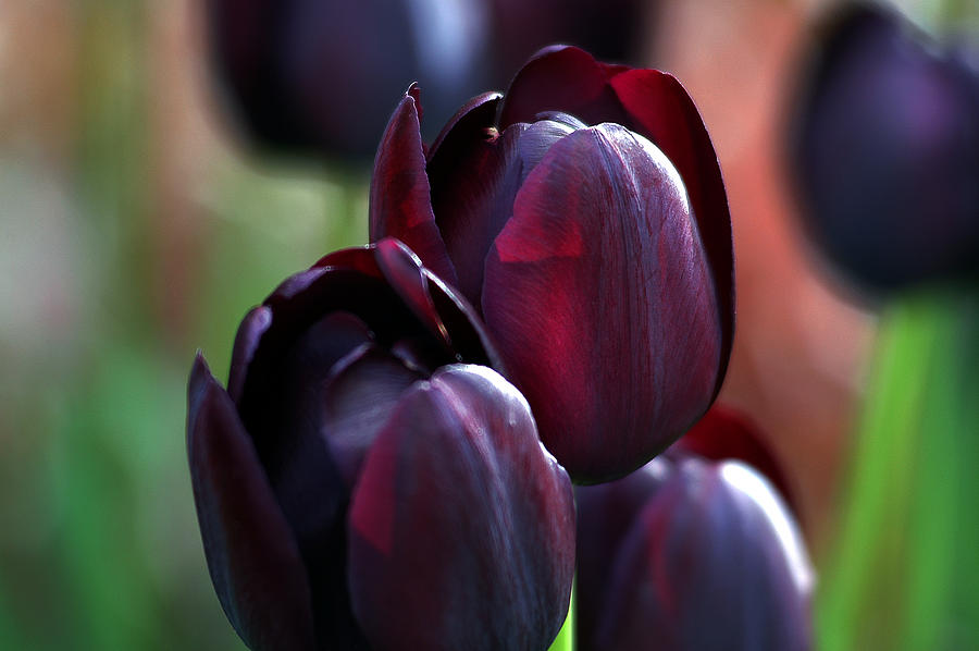 Black Tulip Photograph by Yue Wang