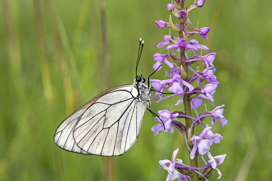 Black-veined White Butterfly On Orchid Photograph by Duncan Usher