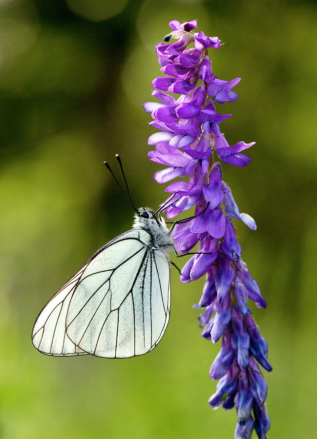 Nature Photograph - Black-veined White On Narrow-leaved Vetch by Bob Gibbons
