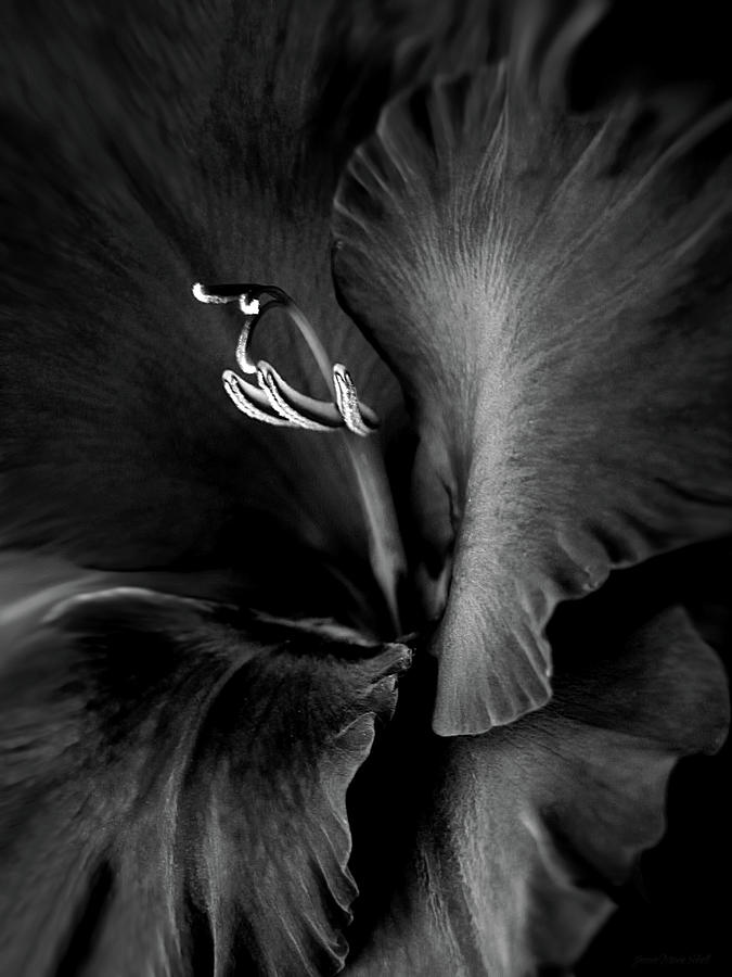 Summer Photograph - Black Velvet Gladiolia Flower by Jennie Marie Schell