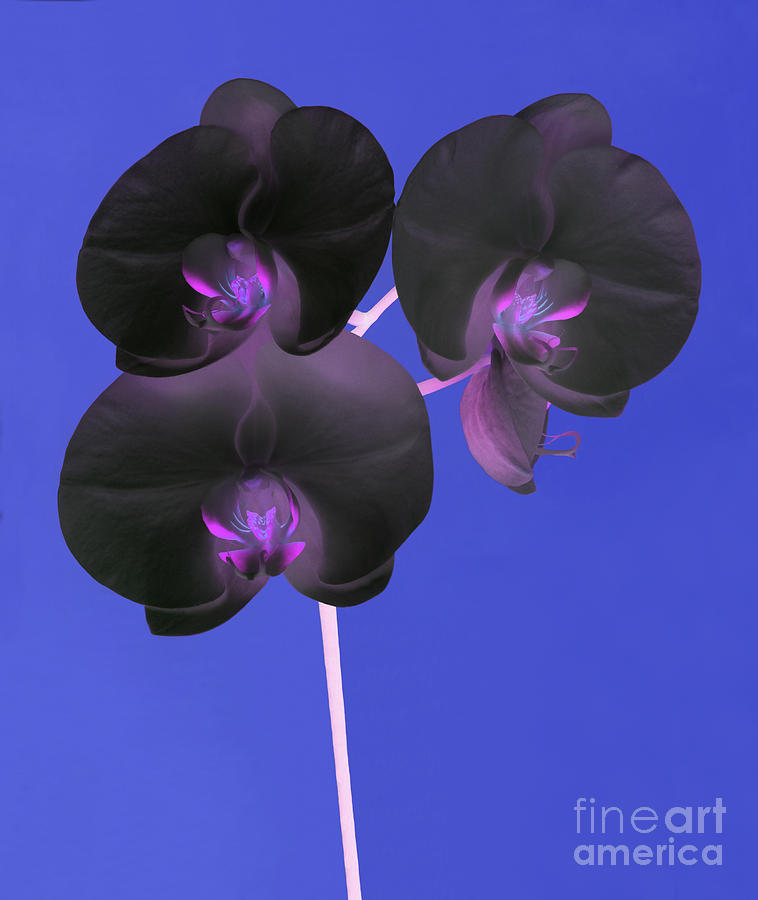 Orchid Photograph - Black velvet orchid by Rosemary Calvert