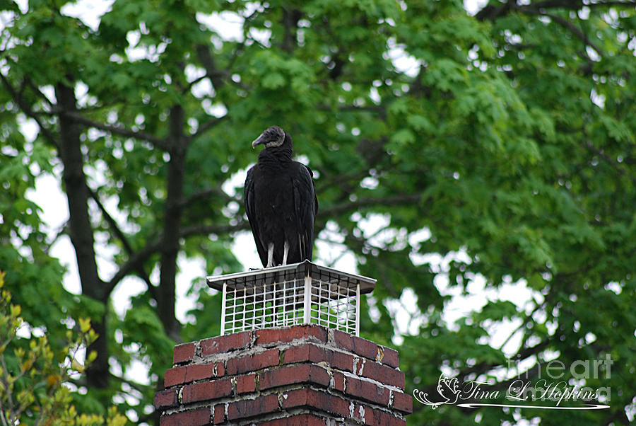 Black Vulture 20120426_51a Photograph by Tina Hopkins
