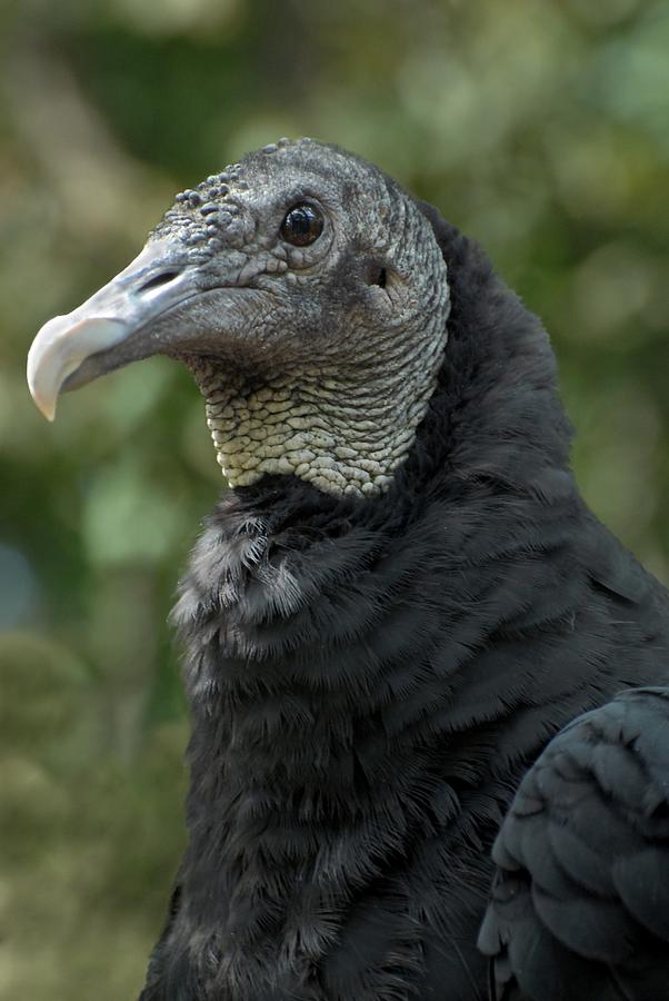 Black Vulture 292 Photograph by Joyce StJames - Fine Art America