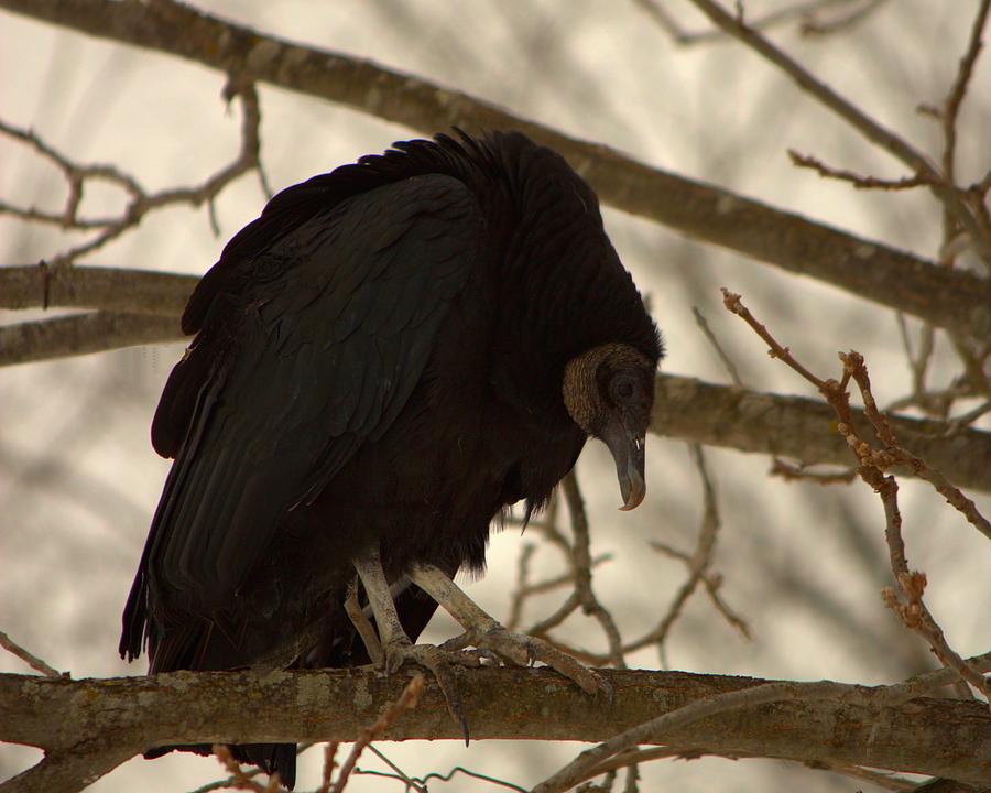 Vulture Photograph - Black Vulture 4 by John Feiser Vulture Photograph - Black Vulture 4 by John Feiser