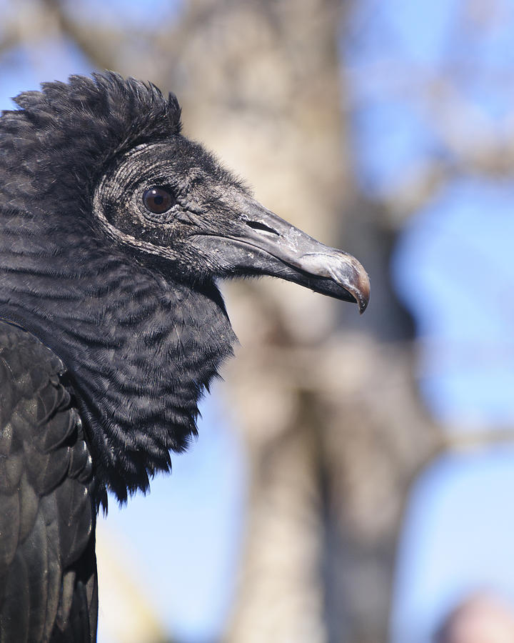Black Vulture Photograph by Betty Eich