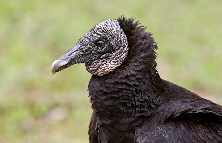 Black Vulture Photograph by Bob Gibbons - Fine Art America