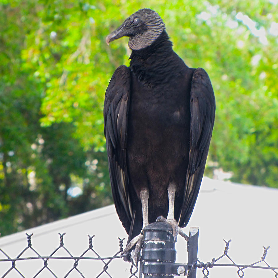 Black Vulture Photograph by C H Apperson