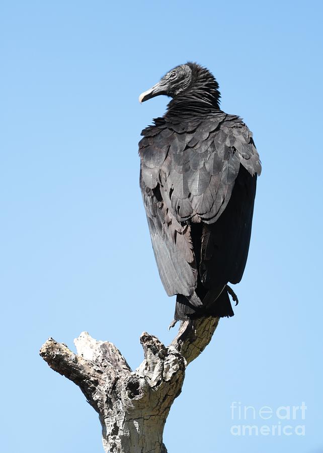 Vulture Photograph - Black Vulture by Carol Groenen