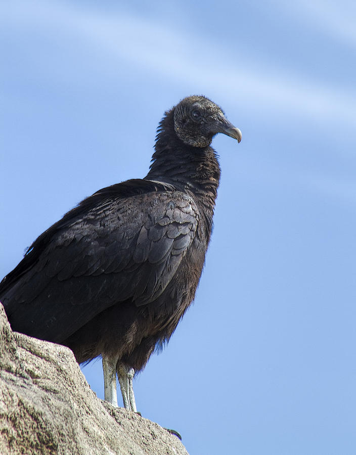 Black Vulture - Coragyps Atratus Photograph By Kathy Clark - Fine Art ...