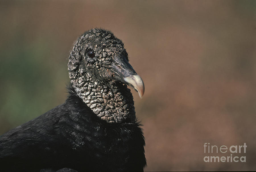Vulture Photograph - Black Vulture Coragyps atratus by Liz Leyden