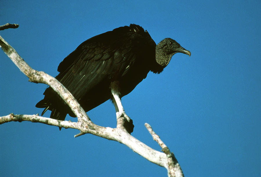 Black Vulture (coragyps Atratus) Perched On Branch Photograph by William Ervin/science Photo Library