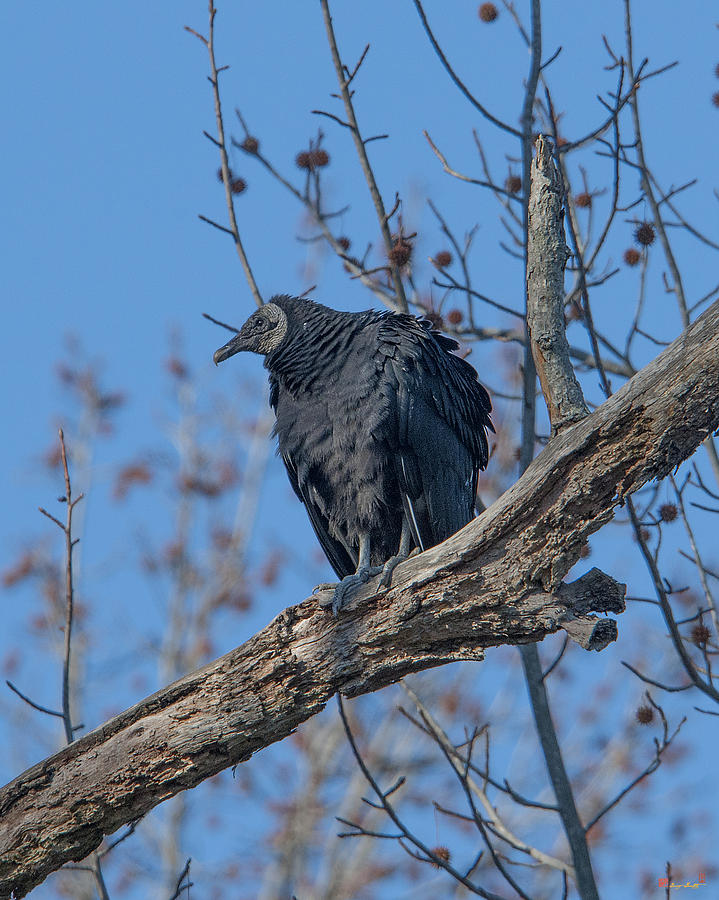 Black Vulture DRB177 Photograph by Gerry Gantt