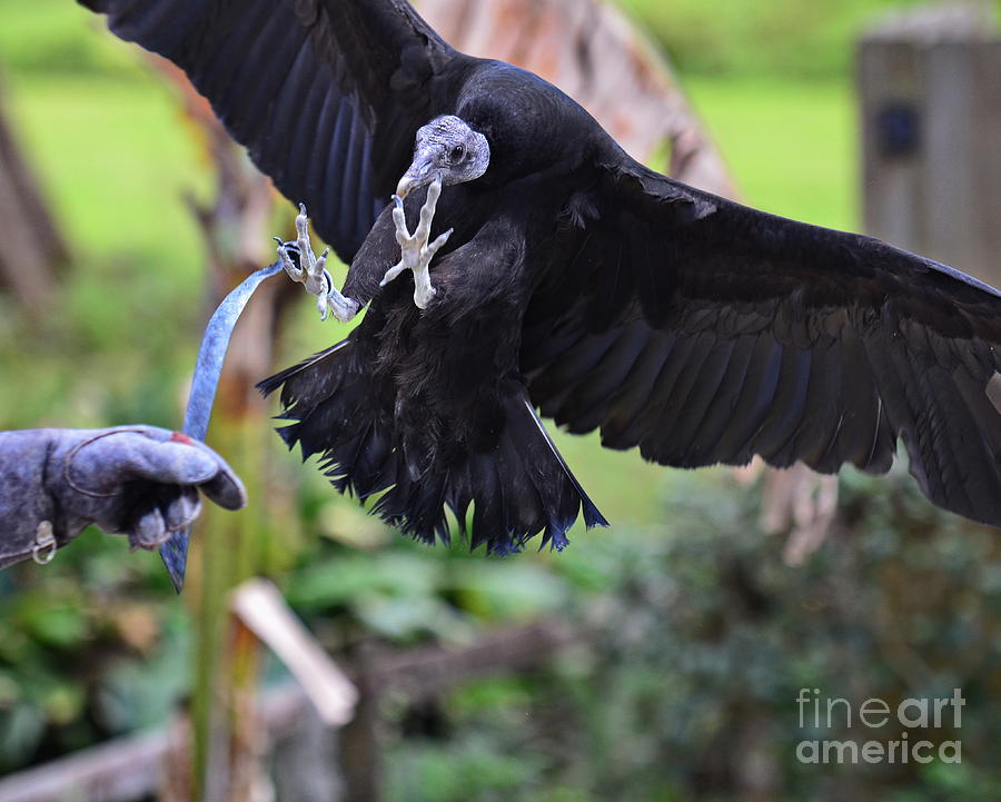 Black Vulture Lands with Outstretched Claws Photograph by Wayne Nielsen ...